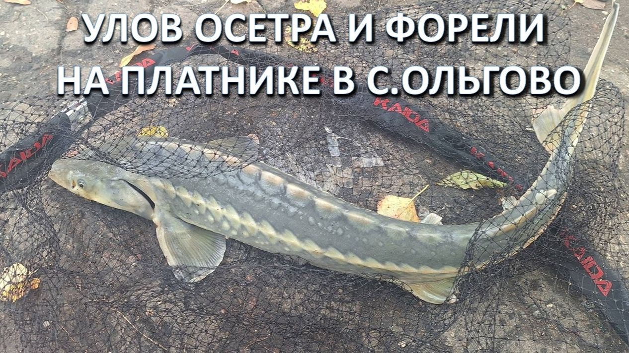 Улов осетра и форели на платном водоеме в с.Ольгово - 18.10.2024