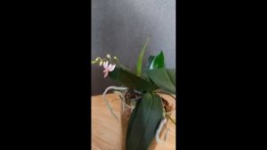 Зацветает фаленопсис Donnas Delight (Phal. minus x Phal. equestris)