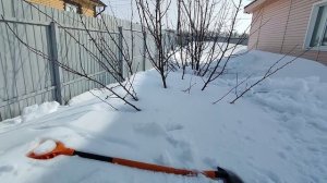 Откапываю деревья и проливаю туи весной