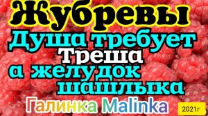 Жубревы Life Vlog _Обзор Влогов _Когда душа требует Треша, а желудок Шашлыка __