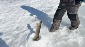 Закрываем сезон зимней рыбалки.