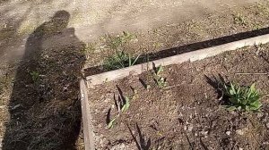 03-05-2026  пошла мой лук