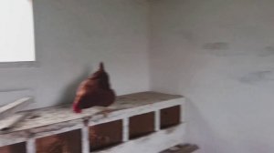 В птичьем доме доделал загородку для мясных кур,.