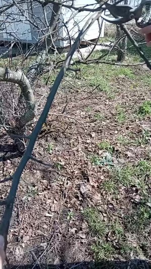 Облагораживаем дачу 🏡