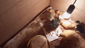 Утренняя кормёжка цыплят. Охлаждение и обтирание утиного яйца- подготовка к выводу.