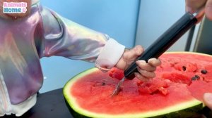 BiBi harvests watermelon to make fruit cake for friends