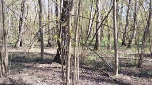 Вперёд,на шашлык!!!Наш шикарный лес.