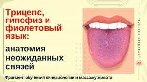 Трицепс, гипофиз и фиолетовый язык: анатомия неожиданных связей. Фрагмент обучения