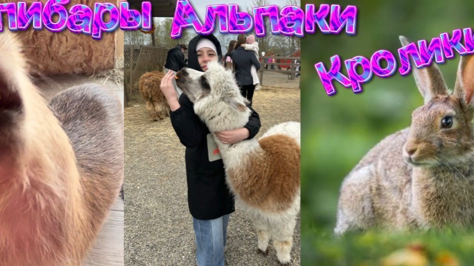 Парк альпак 🦙🦙🦫🦫 и капибар