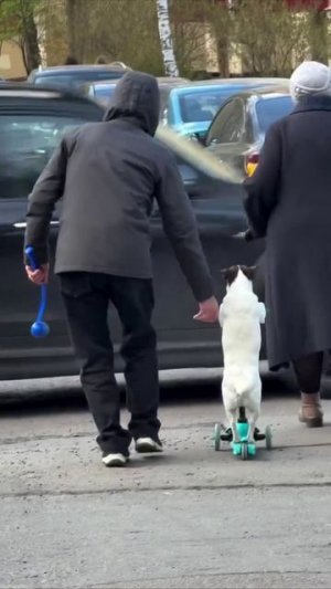 Пса-самокатчика обнаружили в Питере — хвостатый отжал у ребёнка средство передвижения