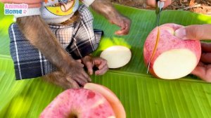 Naughty BiBi helps dad harvest apples