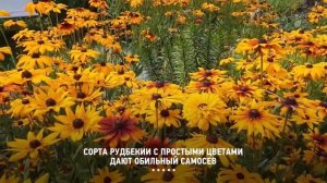 Посадил и забыл! 30 растений которые цветут с апреля по октябрь