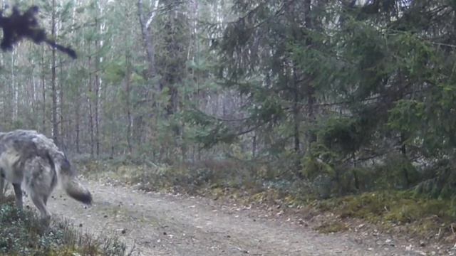 🐺 видео фото ловушки смотреть онлайн