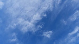 03.05.26 г. Андижанская порода голубей (2)