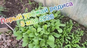Первый редис в 2026