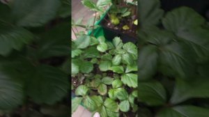 Обработка рассады в квартире