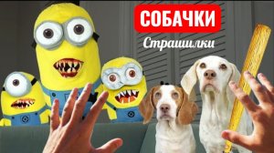 СОБАЧКИ СТРАШИЛКИ И МИНЬЕНЫ. СТРАШИЛКИ.