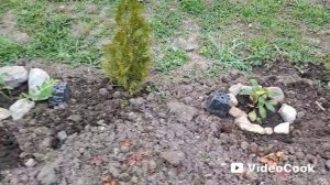 Наши 8,4 сотки🏡Продолжаю высаживать рассаду цветов на пмж.🫣💪Устала🤷♀️