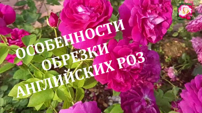 ОСОБЕННОСТИ ОБРЕЗКИ АНГЛИЙСКИХ РАСКИДИСТЫХ РОЗ