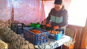 ЖИЗНЬ В СЕЛЕ: 2 часть/САЛАТ/ПЕРЕБРАЛА ЛУК НА ПОСАДКУ