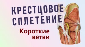 Крестцовое сплетение: короткие ветви