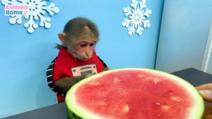 Smart BiBi picks fruits to make watermelon pizza
