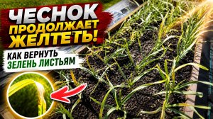 Чеснок всё равно пожелтел даже после подкормки. Как вернуть зелень листьям.