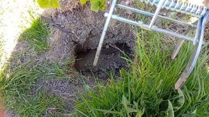 Кротоловка, как поймать крота