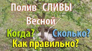 Полив СЛИВЫ весной. Когда поливать? Сколько поливать? Как правильно?