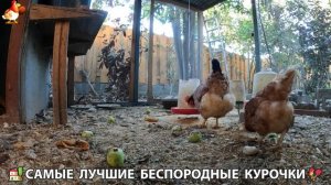 Цыплята и Курочки селяночки лучшие беспородные несушки 🥚 (472)