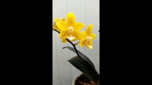 Фаленопсис желтый шоколад/Yellow Chocolate