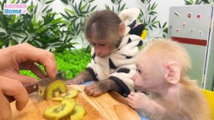 BiBi harvests watermelons to make watermelon cake for baby monkey Obi