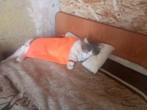 стрим