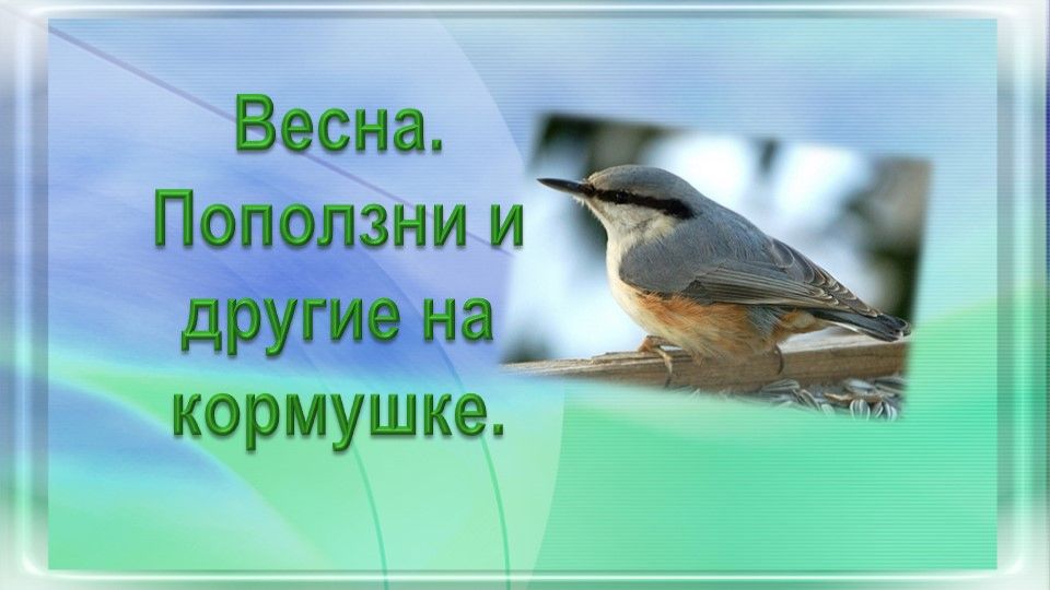 Весна. Поползни и другие на кормушке.