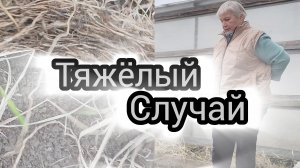 Не могу справится, заполонило всю грядку.
