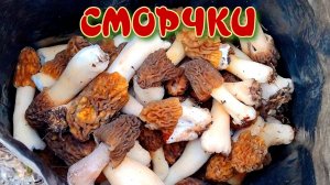 СМОРЧКИ