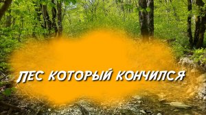 Лес который кончился