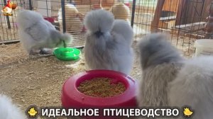 Идеальное птицеводство достойно восхищения 🐓🦆🦢🦚🦃🐔 эпизод (492)