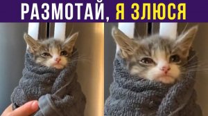 РАЗМОТАЙ, Я ЗЛЮСЯ!) Приколы с котами