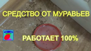 Средство от муравьев. Как избавиться от муравьев. Борьба с муравьями