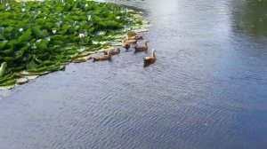 Русская Борзая...утки...кувшинки...