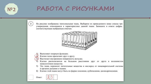 ВПР по биологии 8 класс Часть1_№ 2