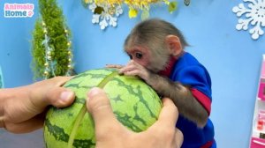 Nanny BiBi takes care and makes watermelon juice for baby monkey Obi