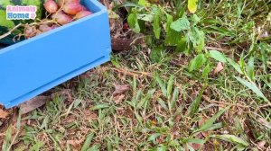 BiBi harvests watermelon to make juice