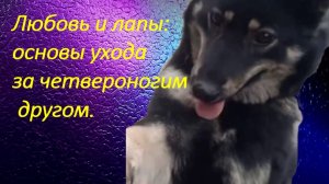 Любовь и лапы: основы ухода за четвероногим другом.