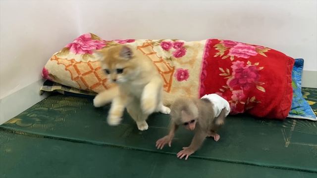 BiBi playing friendly with Ody cat