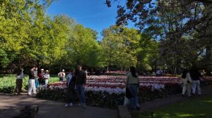Кёкенхоф 2026 прогулка по парку тюльпанов и весеннему цветению 🌷
