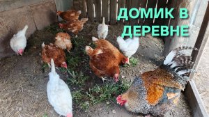 Жизнь в деревне Куры-несушки сегодня дали слабину