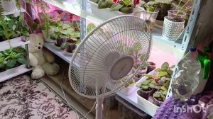 что творит СГК 😱+30 батареи кипяток! спасаю свои растения, какие вентиляторы использую