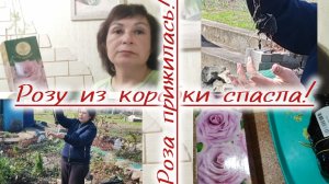Роза из коробки и в грунт🌹👍